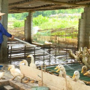 NHÂN VIÊN CHĂN NUÔI, TRỒNG TRỌT